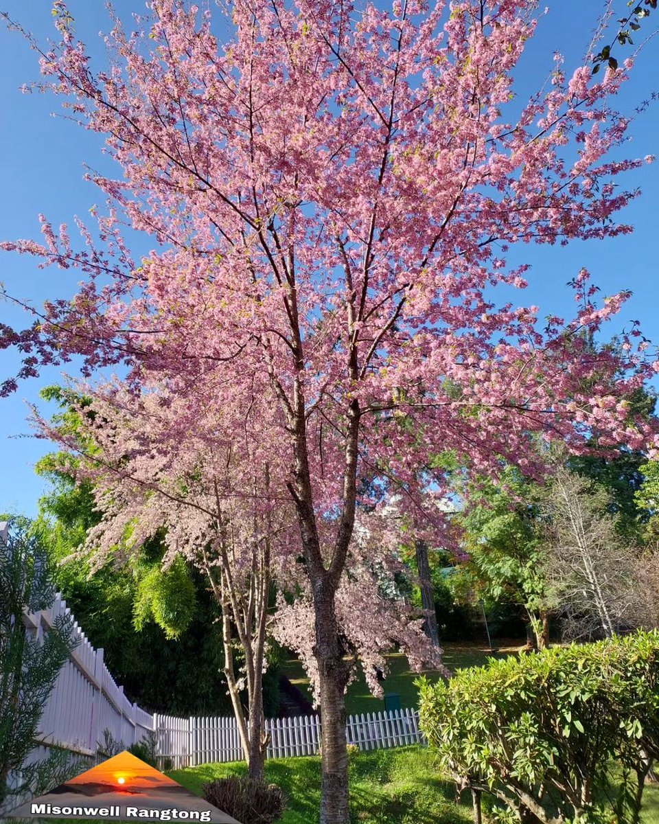 beingNEastindia's tweet photo. Cherry Blossom. 
📍Ward's Lake.

Follow/Retweet us for more! 
Image by: @misonwell_rangtong https://t.co/YJvJuDQv4y