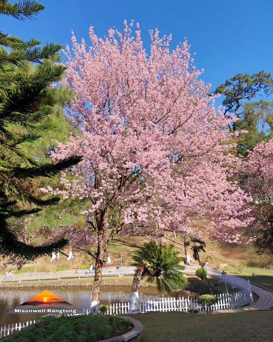 beingNEastindia's tweet photo. Cherry Blossom. 
📍Ward's Lake.

Follow/Retweet us for more! 
Image by: @misonwell_rangtong https://t.co/YJvJuDQv4y