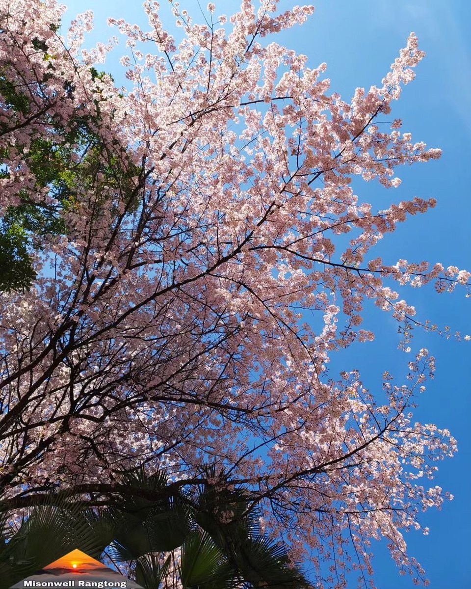beingNEastindia's tweet photo. Cherry Blossom. 
📍Ward's Lake.

Follow/Retweet us for more! 
Image by: @misonwell_rangtong https://t.co/YJvJuDQv4y