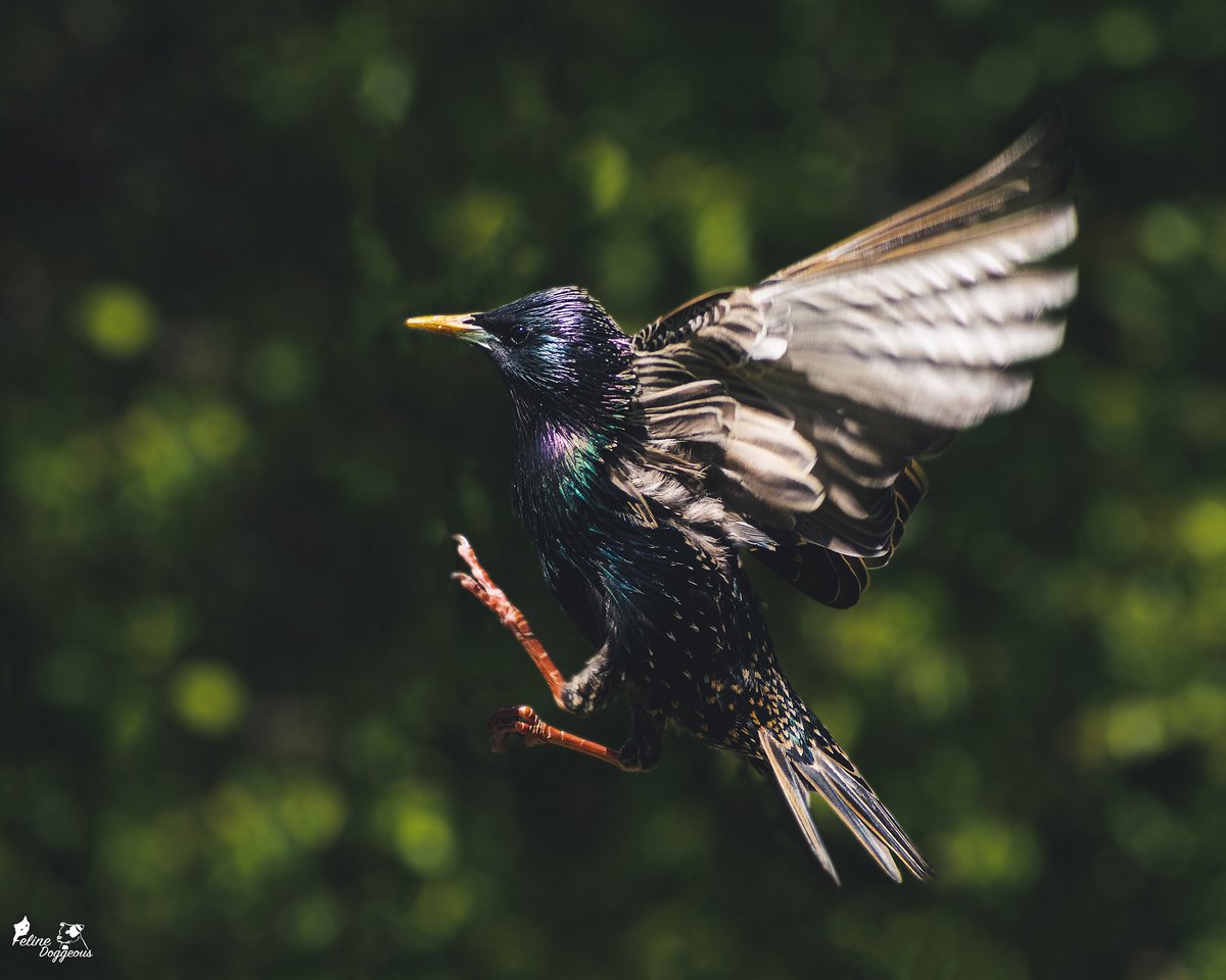 Felinedoggeous's tweet photo. #flydayfriday with my favourite Starling 🪶 https://t.co/FxWmaX5PmQ