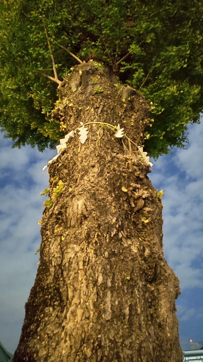 久々に... カメラの設定なのか単純に撮り方なのかイチョウが合成っぽくなってもーた🌳 #神田明神