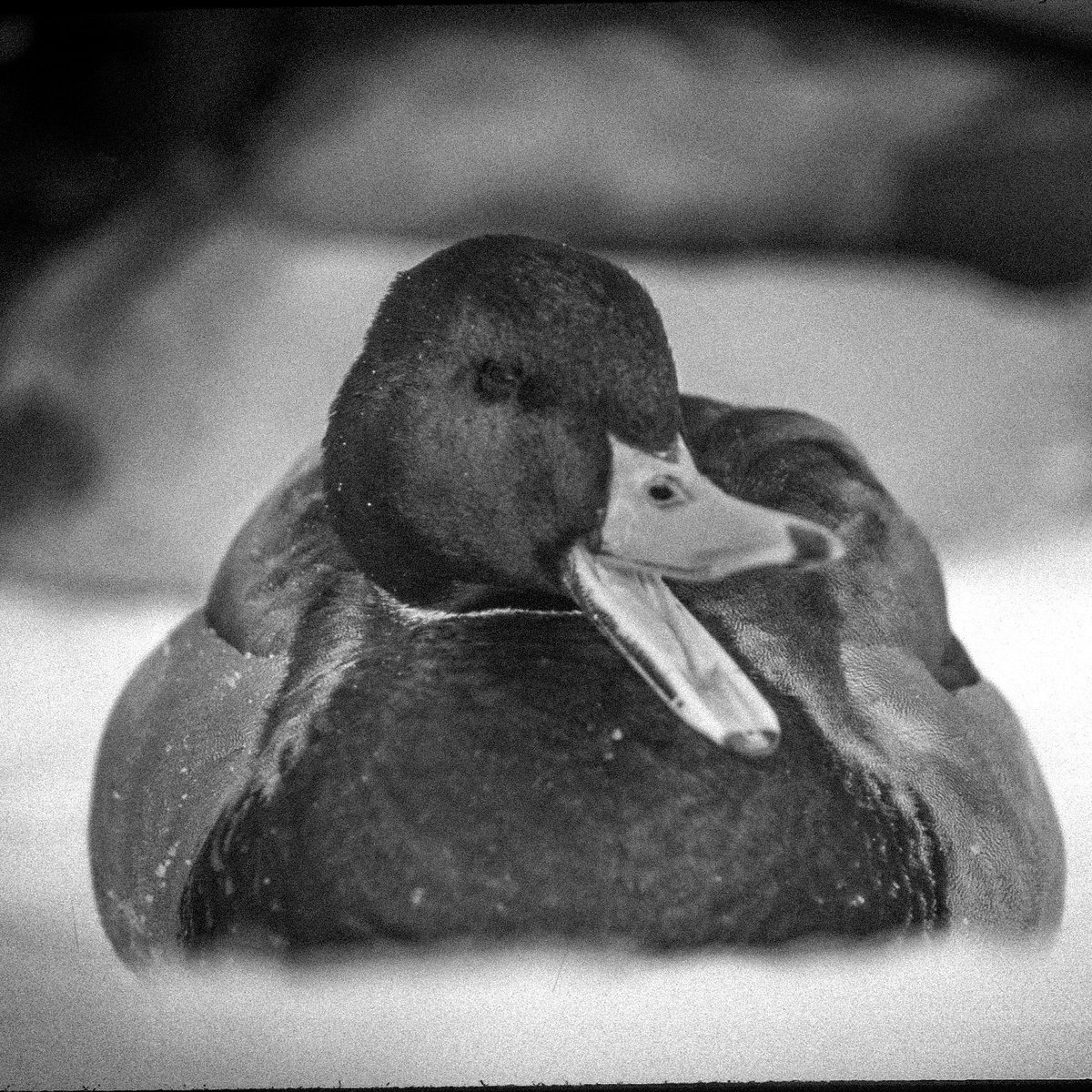 be thankful for the forecast.

back on Nov. 11 1940, no one expected a blizzard that dropped temps from the 60s to single digits in just hours - and trapped hunters out following an incredible number of ducks flying through Iowa that day.

read more: bit.ly/32clPk4