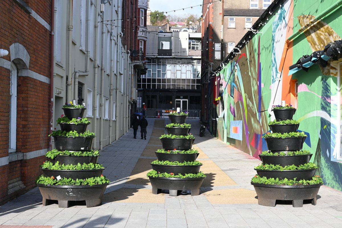corkcitycouncil's tweet photo. 🌱Our Parks &amp; Recreation crews have been hard at work over the last number of weeks planting over 88,000 winter bedding plants (Polyanthus, Pansy, and Bellis) across the city.

There are 72-tiered planters located in the public Realm/ City Centre.

#planting #horticulture https://t.co/YbkBPYB5Ih