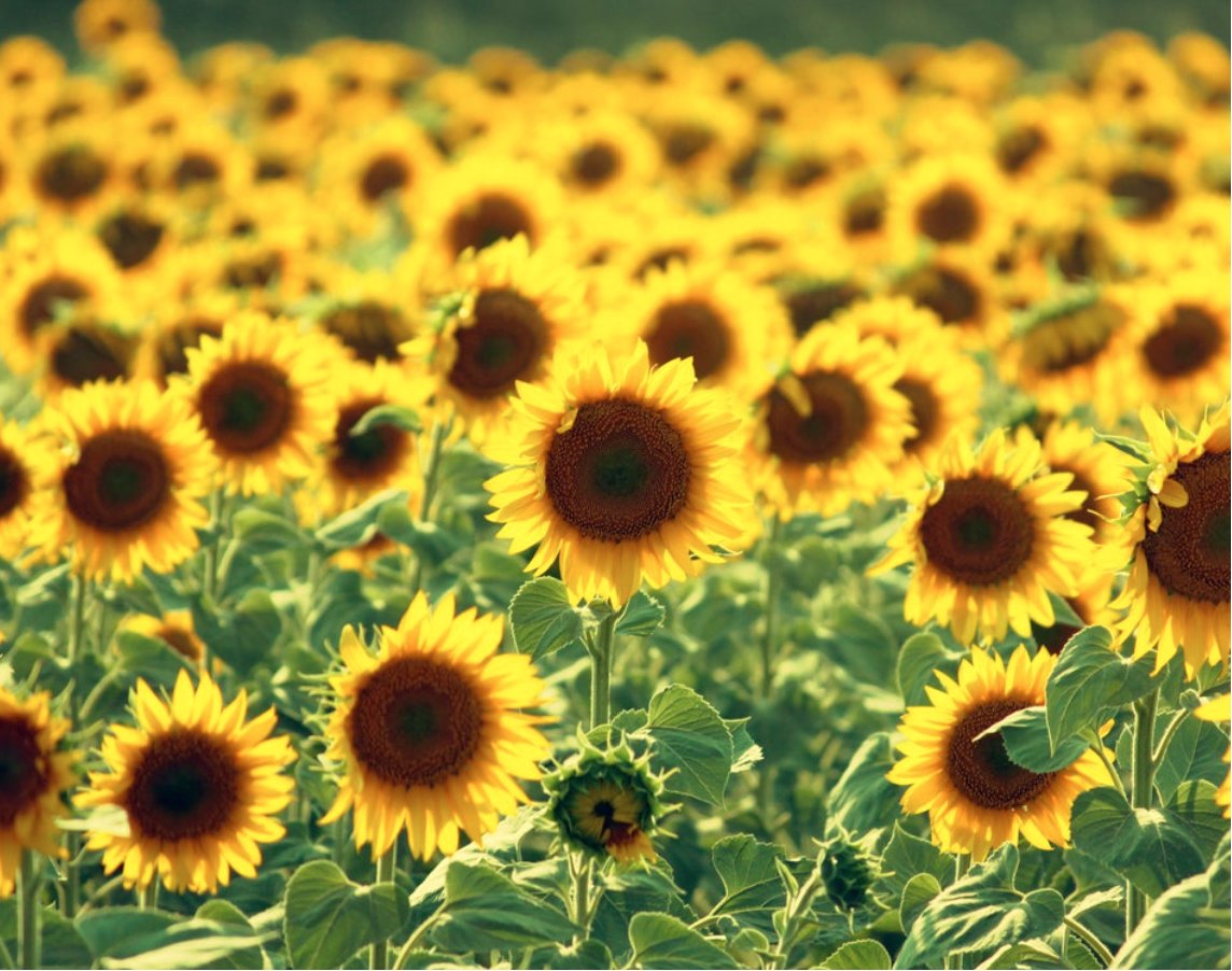 How Sunflowers See The Sun?

New study reveals sunflowers employ a novel mechanism for heliotropism not relying on expected phototropin,  a light-sensitive protein that plays a crucial role in phototropism.

BUT more research needed for sunflower sun-tracking gene identification.