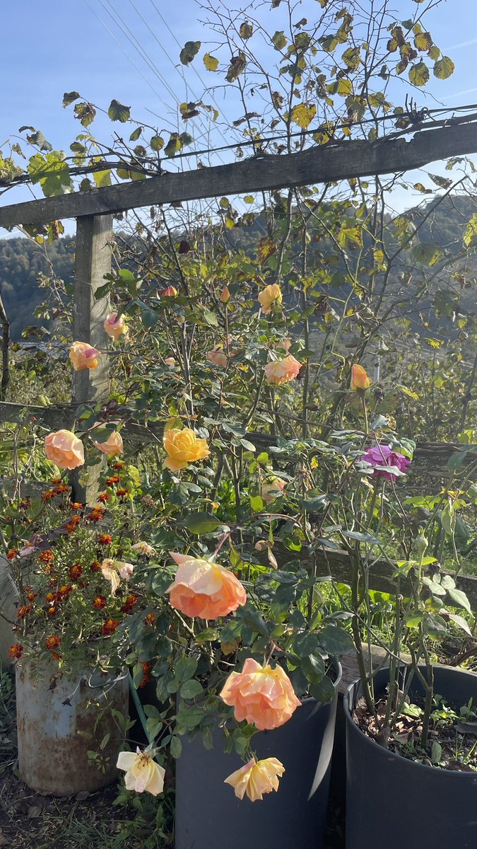 Mevsimler hep sonbahar olsada sen benim hep ilkbaharımsın