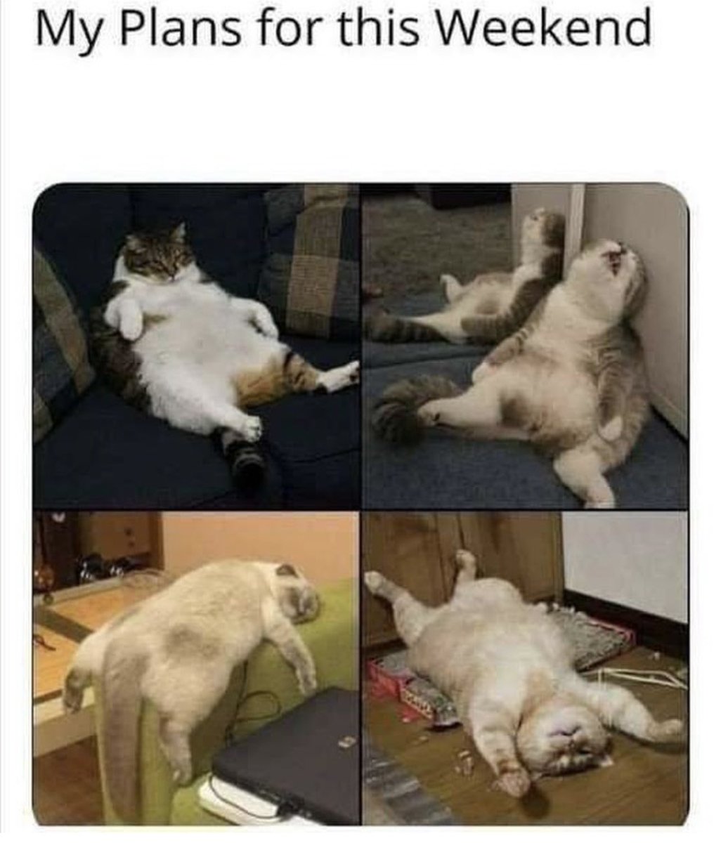 Posts Of Cats (@postsofcats) on Twitter photo 