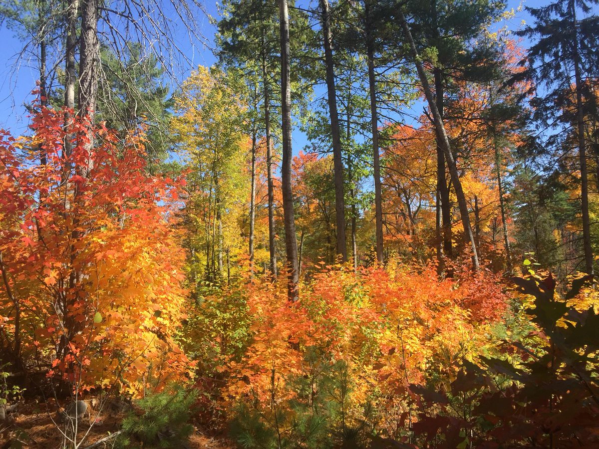 thelatinvox's tweet image. La FPAC responde a las acusaciones contra la gestión forestal canadiense thelatinvox.com/?p=28849
#canada, #FPAC, #nacional, #thelatinvox