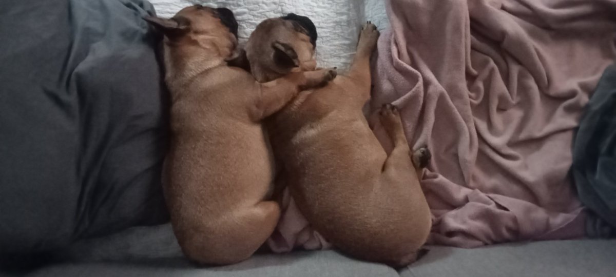Esthervanijs's tweet photo. Zo lief 😍 #mijnmeisjes #2ling #fransebulldog https://t.co/RHUrlCqjUM