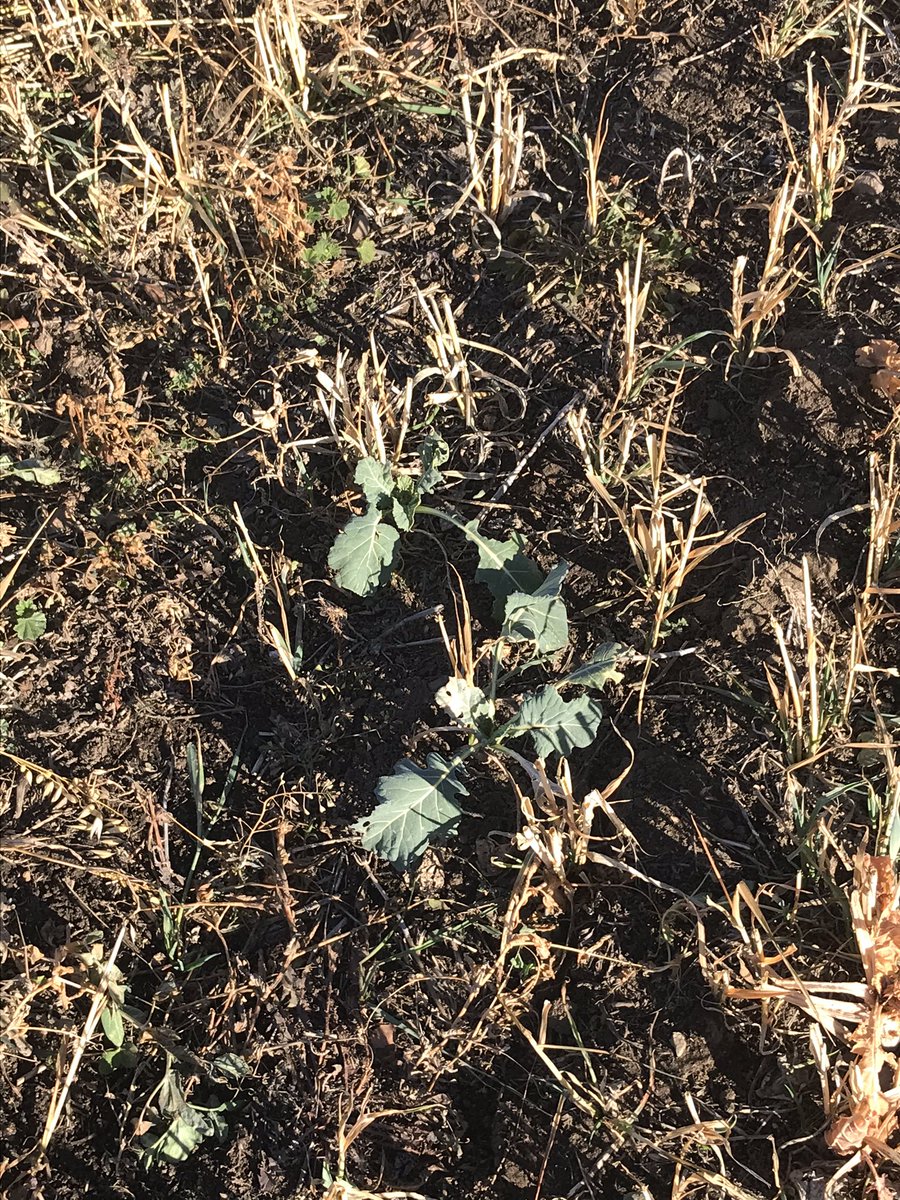 Kent Holowath 🧢 (@kholowath) on Twitter photo It was dry when this swath grazing was seeded so no fancy 17 way blend just oats barley forage peas and a forage brassica #kiss feed test came back awesome both cows and calves are putting weight on <a href="/GraemeFinn1/">Graeme</a> <a href="/UnionForage/">Union Forage</a> @lazymbarranch <a href="/albertabeef/">Alberta Beef</a> It was dry when this swath grazing was seeded so no fancy 17 way blend just oats barley forage peas and a forage brassica #kiss feed test came back awesome both cows and calves are putting weight on <a href="/GraemeFinn1/">Graeme</a> <a href="/UnionForage/">Union Forage</a> @lazymbarranch <a href="/albertabeef/">Alberta Beef</a>