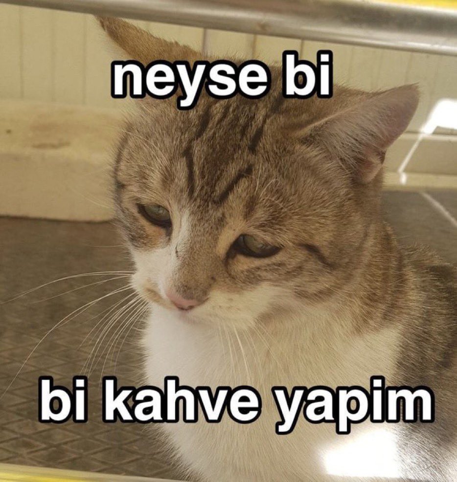 aslanburcuoffcl's tweet photo. 🦁 Aslan Burcunun günlük rutini; https://t.co/MbtrWOKDJj
