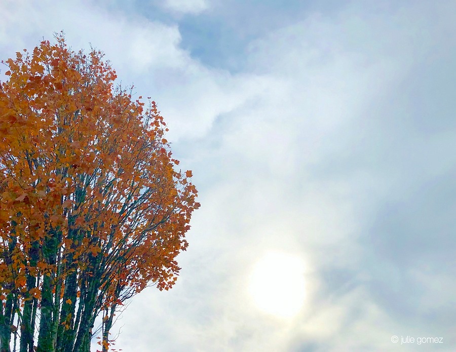 restless leaves
coloring the branches
will soon be gone

#haiku #mapletree #cultivar #urbanspaces #iphoneography