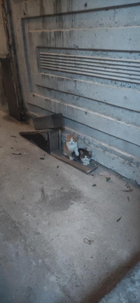 her gün kapıda karşılayan kedilerim kayıp 🥺 görenler baban belanı sikecekmis desin neyini eksik ettik ibnlerin