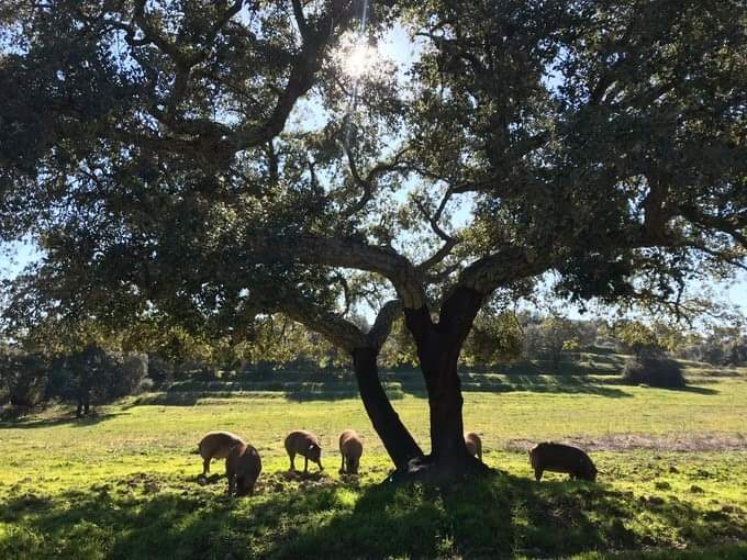 Gabri91MG's tweet photo. Un dato precioso: Cáceres y Badajoz son las dos provincias con más territorio forestal de España y a cada extremeño nos corresponde, en consecuencia, más de quinientos árboles. 

De cuántos árboles nos responsabilizamos... Un nuevo índice que valdría la pena defender. https://t.co/wHLhKhdOWW