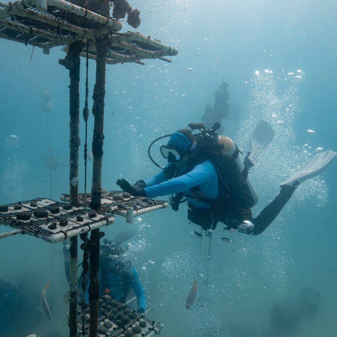 coralcrf's tweet image. it's #FridayFieldUpdate! Last week was a success! The CRF team safely returned more than 300 rescued corals back to the ocean. CRF has been hard at work maintaining the nursery to ensure a safe home for the corals to return to. Stay tuned for the rest of the coral transfer!