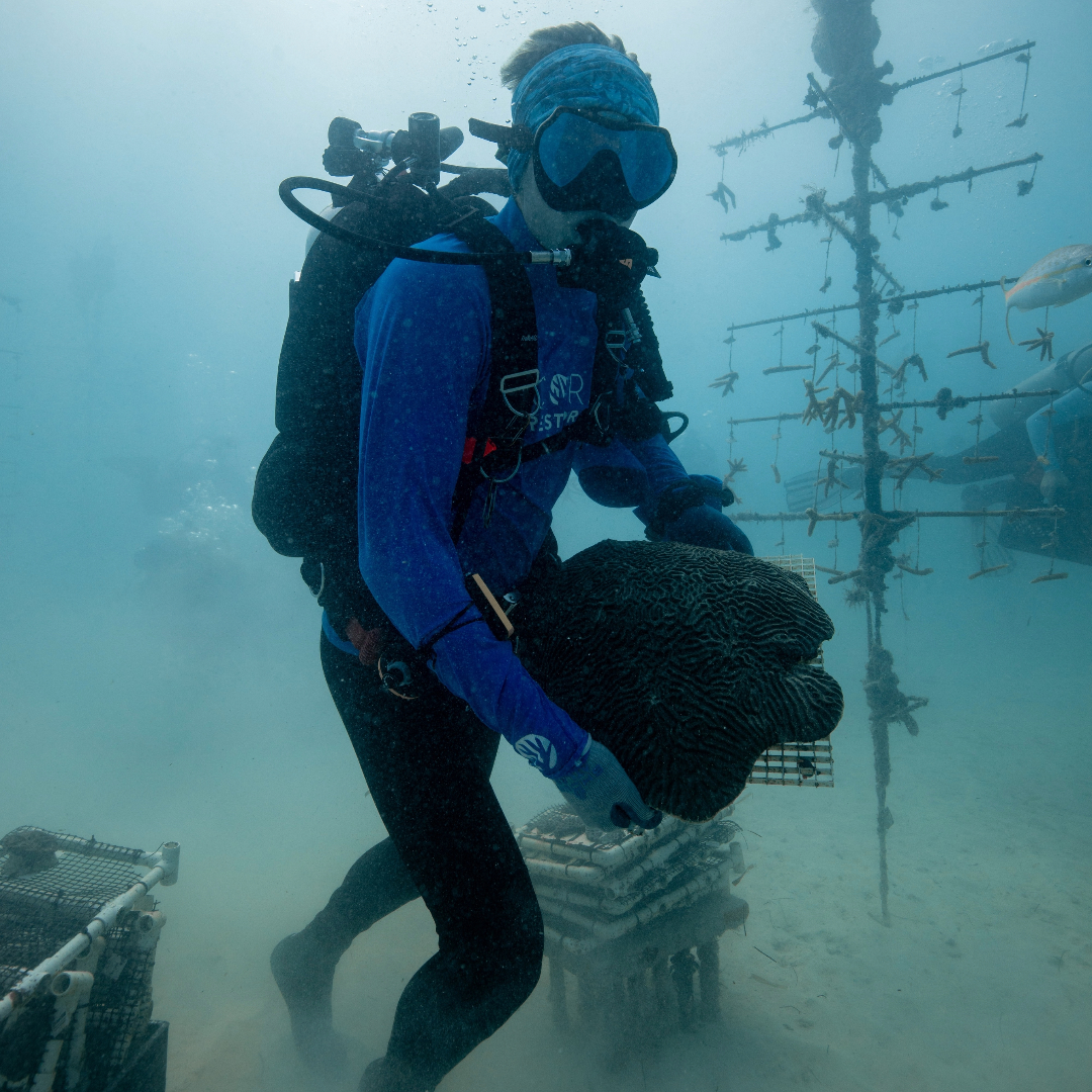 coralcrf's tweet image. it's #FridayFieldUpdate! Last week was a success! The CRF team safely returned more than 300 rescued corals back to the ocean. CRF has been hard at work maintaining the nursery to ensure a safe home for the corals to return to. Stay tuned for the rest of the coral transfer!