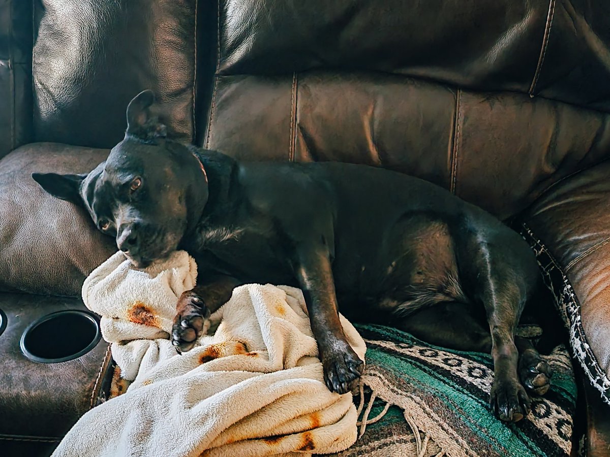 ShadowThePibble's tweet image. Life is ruff.

#pibble #pitbulllife #pittie  #pitbulldog  #pitbulllovers  #pitbullmix #pitbulllove #pitbulladvocate