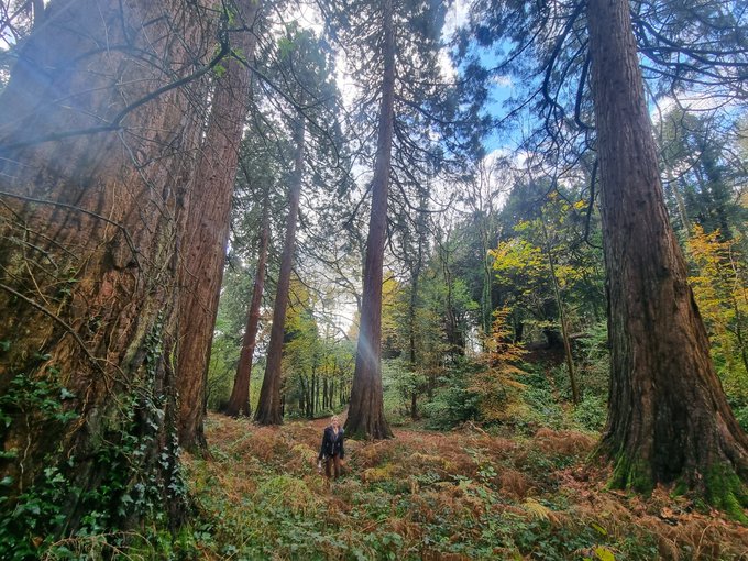 How magical is this woodland? Check out these giant redwoods :o https://t.co/NPHu6IAFpQ<a href="/tag/throne"class="tags"><span>#throne</span></a><a href="/tag/wishlist"class="tags"><span>#wishlist</span></a>