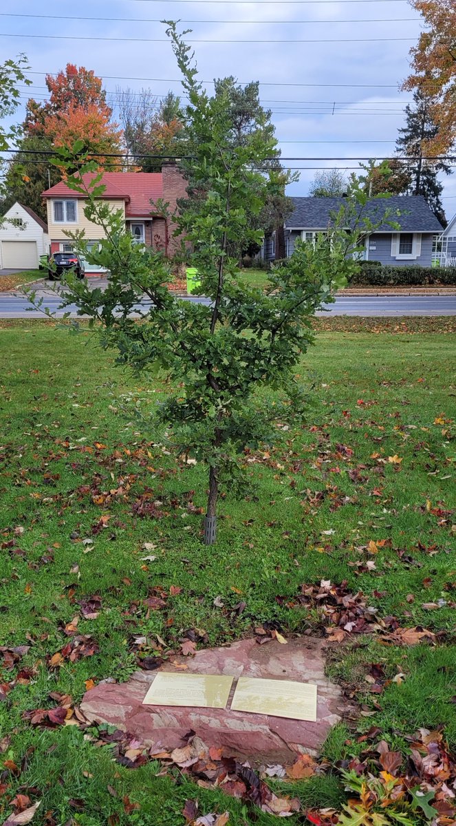 This "Vimy Oak" graces the @GLFC_CFS building in Sault Ste. Marie, standing as a tribute to the sacrifice Canada's soldiers made in France over 100 years ago. The Canadian Forest Service proudly honours their legacy with a living symbol of this pivotal moment in history. 🧵