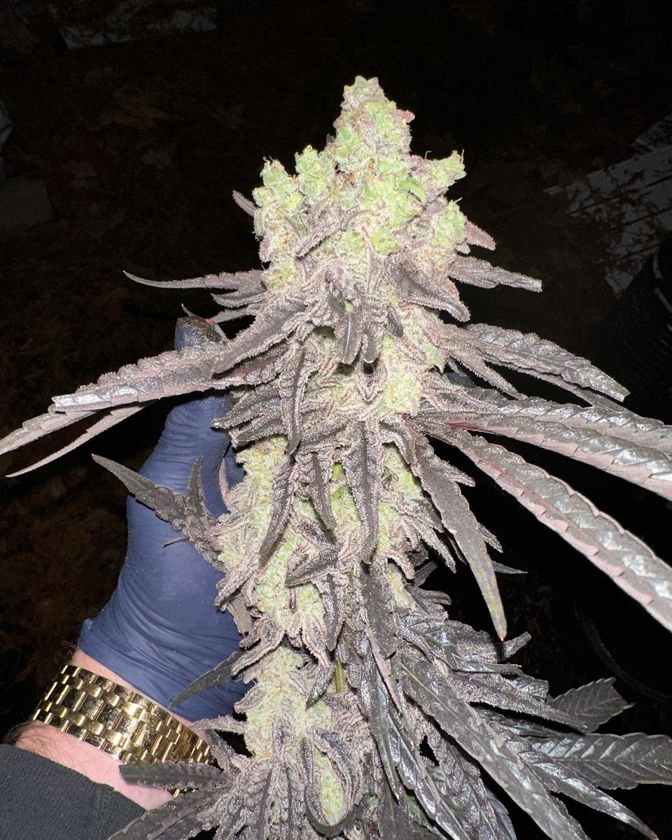 LCCGenetics's tweet photo. This run of Mac 1 chunked out better than ever. These are the two largest colas out of the building for this cultivar. ❤️‍🔥😳🔥💯
#mac1 #capulator #420community #canadiancannabis #bcbud #vancouverislandcannabis https://t.co/LrBXdPRKBq