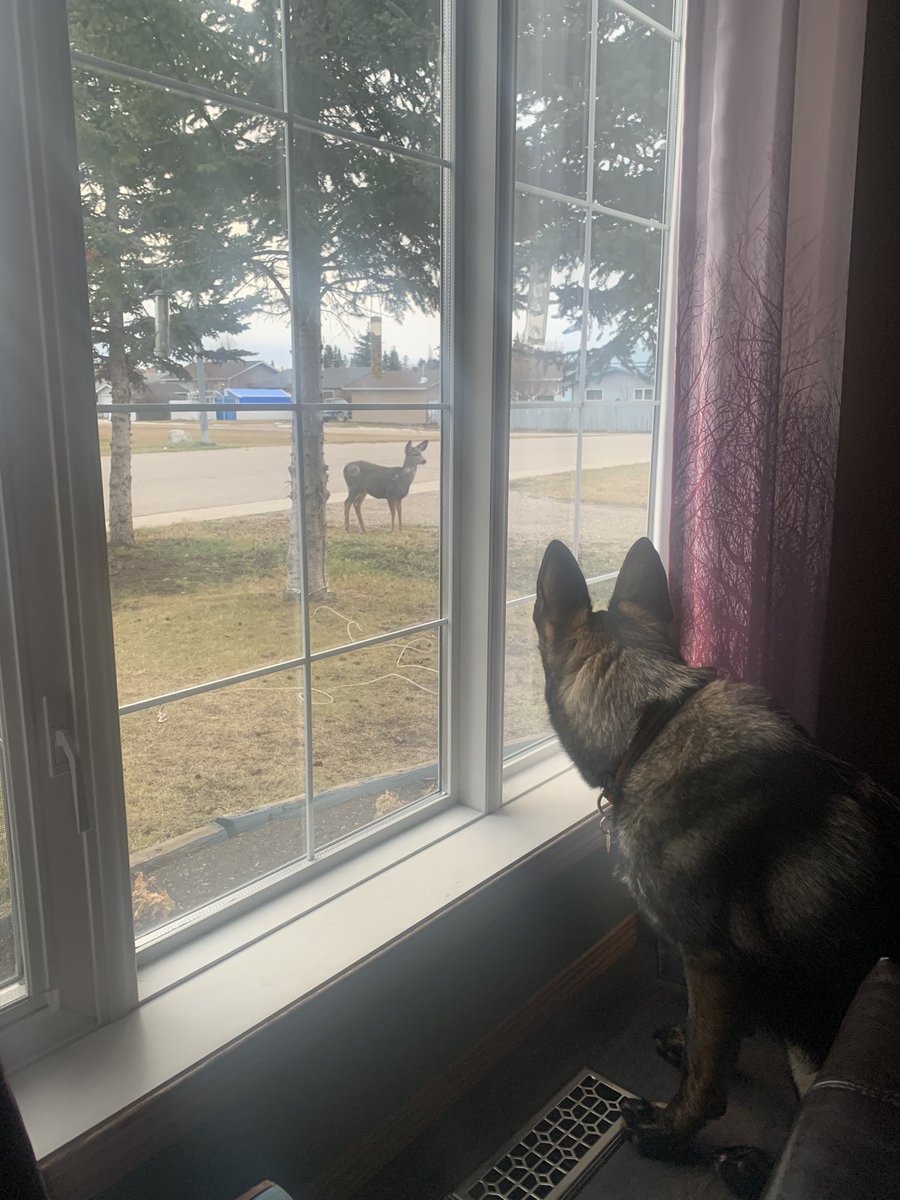Yeti loves watching the deer… #SundreLife