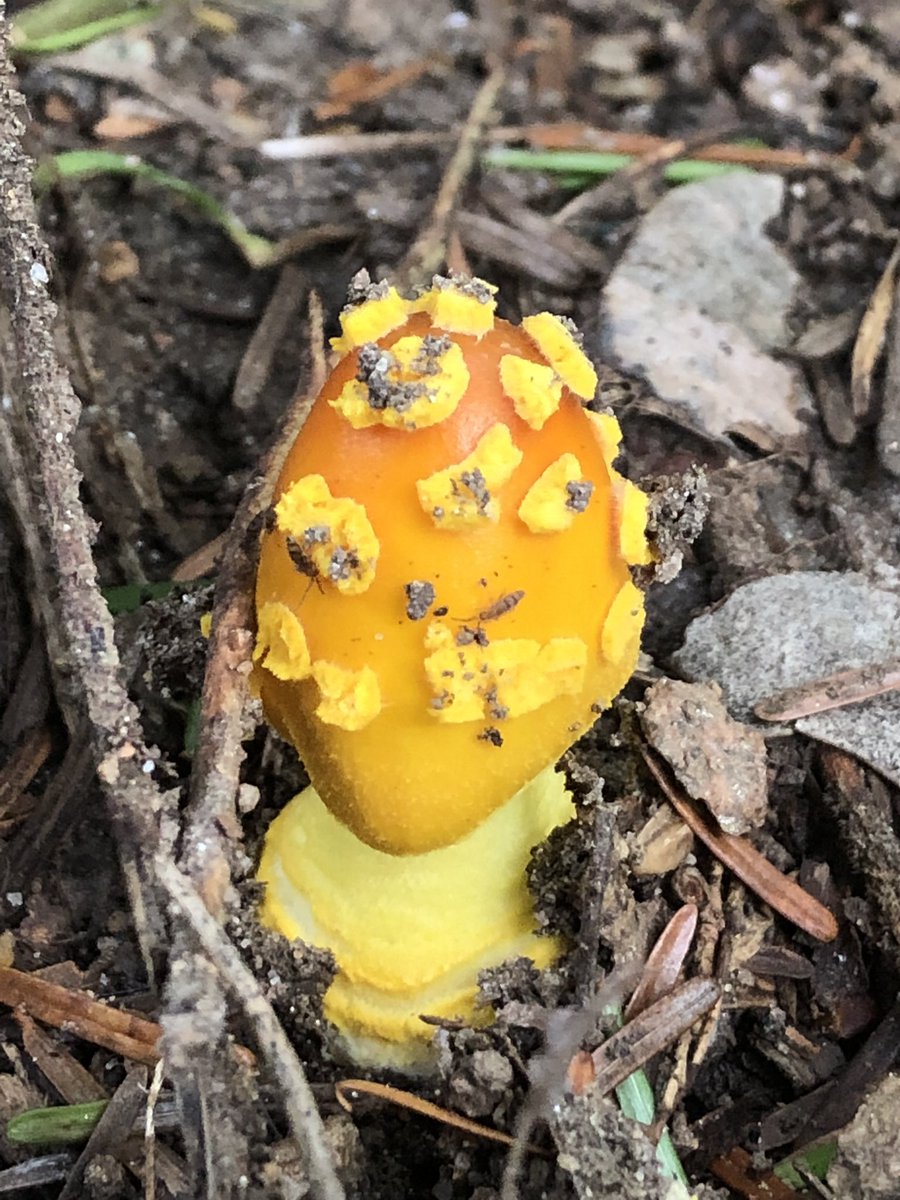 “Of all the paths you take in life, make sure a few of them are dirt.” 
~ John Muir 

#FungiFriday #Mushroom #walkinthewoods