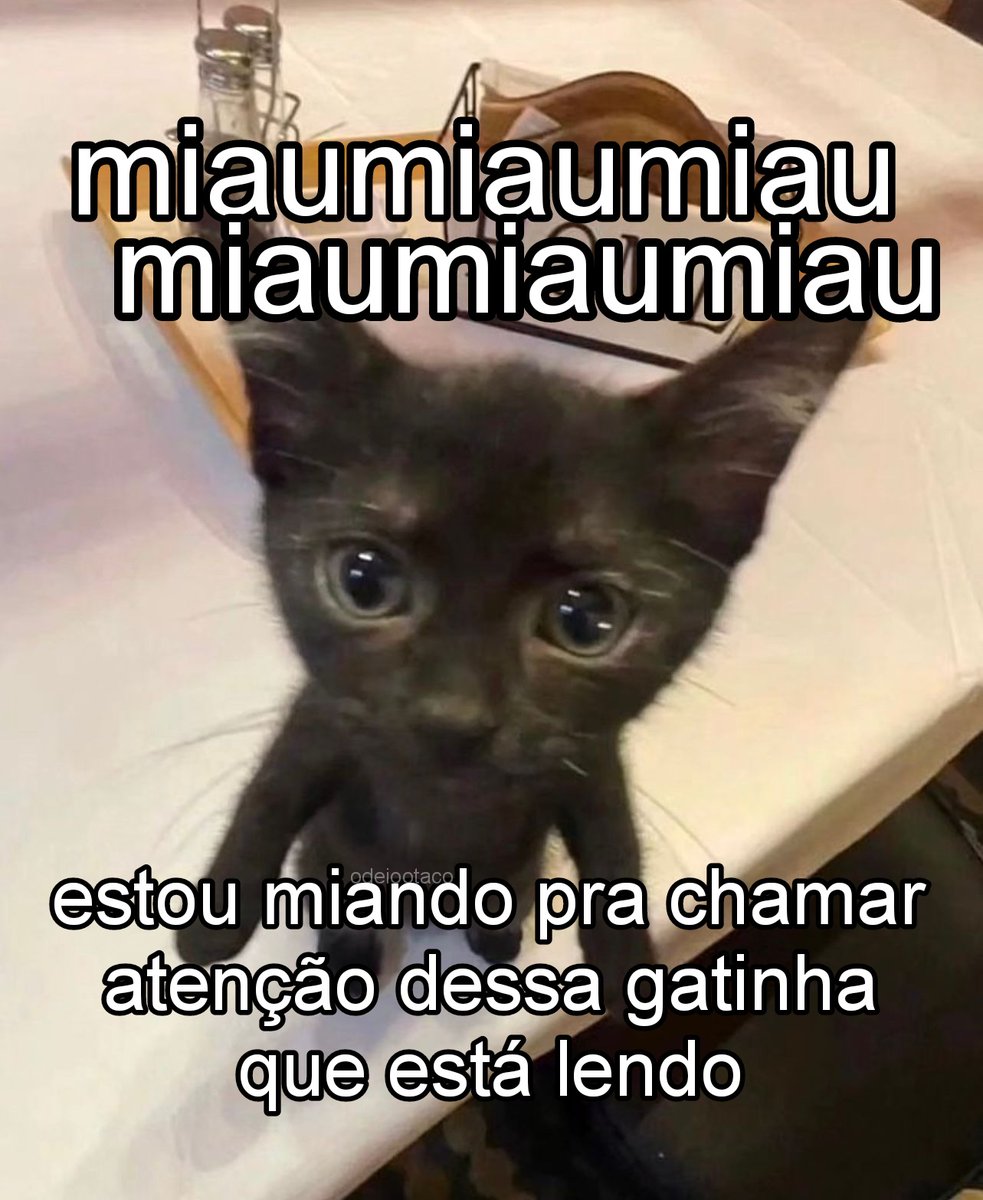 perfil dedicado a gatinhos e peitos (@odeiootaco) on Twitter photo 