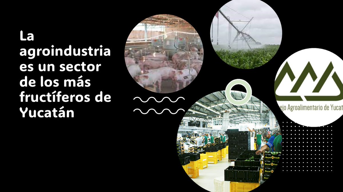 CNA Yucatan tweet media
