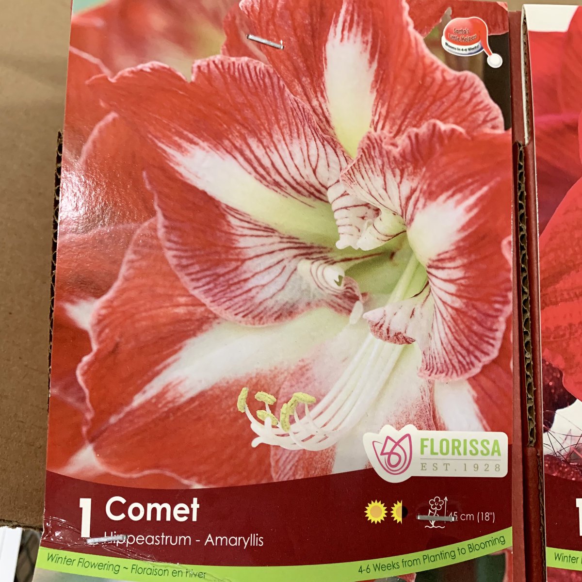 newnorthgreen's tweet photo. Give the gift that grows and blooms. Amaryllis bulbs have arrived at the New North HOLIDAY STORE in Churchill Plaza!
These top quality, huge bulbs will produce several stocks and 6 to 8 flowers about six weeks after planting. #christmas2023 #newnorthholidaystore #amaryllis https://t.co/ZLLH2o1qIk