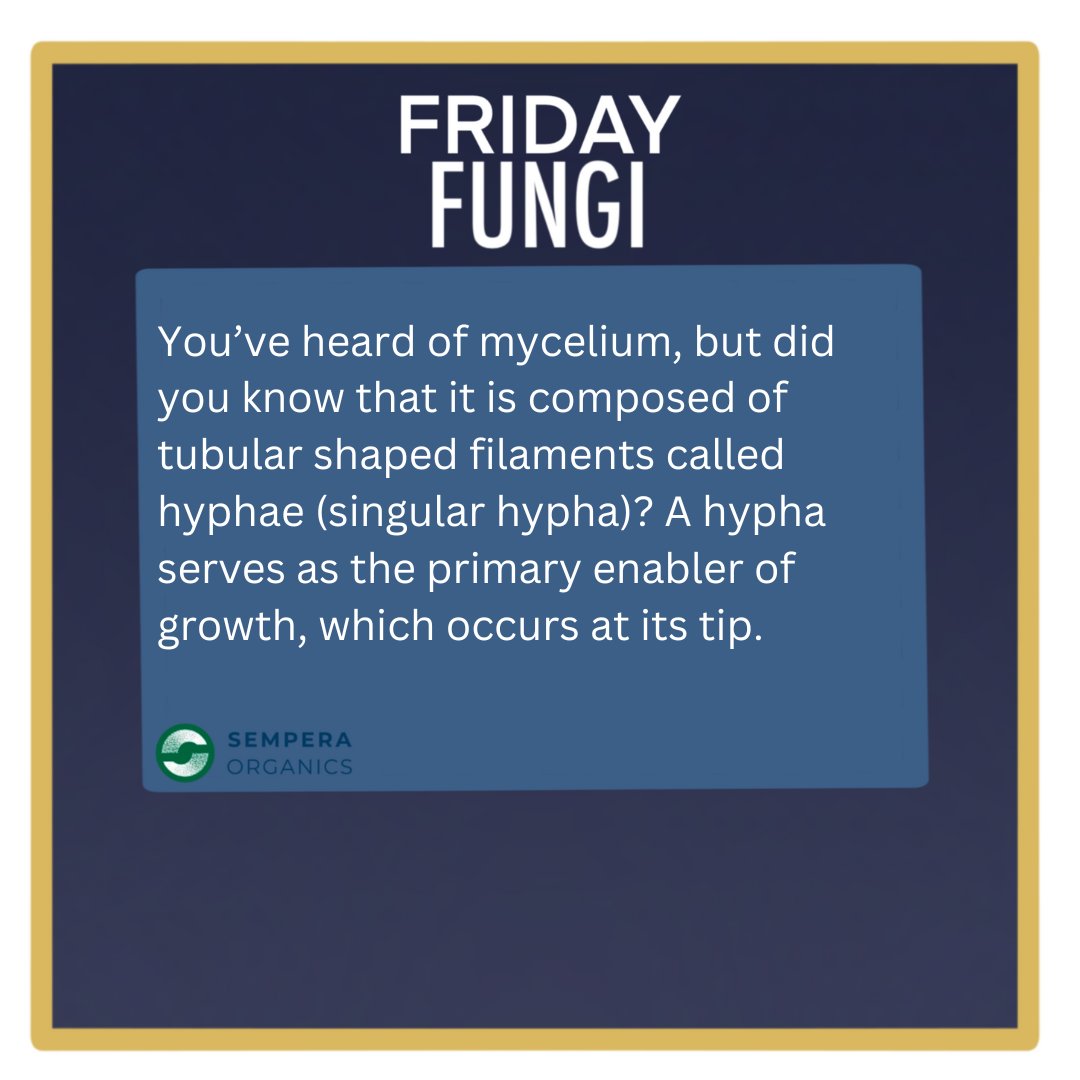SemperaOrganics's tweet image. You've heard of mycelium, but did you know that it is composed of tubular-shaped filaments called hyphae(singular hypha)? A hypha serves as the primary enabler of growth, which occurs at its tip.

#mycelium #hyphae #SemperaOrganics