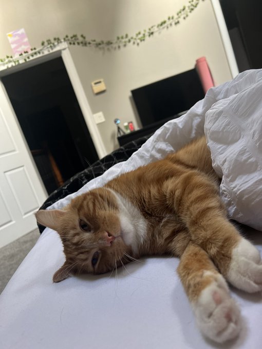 Just showing off how big and adorable my Sonny boy is now 🥺🤍 https://t.co/4cGuf4v6Th<a href="/tag/realloyalfans"class="tags"><span>#realloyalfans</span></a>