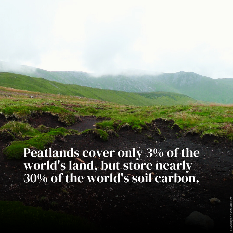 UNEP's tweet photo. Peatlands store 1/3 of the world's soil carbon, but they're disappearing. Drained peatlands contribute 4% of annual global emissions.

Protecting and restoring peatlands is key to mitigate #ClimateChange.