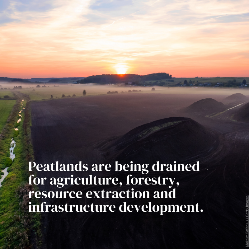 UNEP's tweet photo. Peatlands store 1/3 of the world's soil carbon, but they're disappearing. Drained peatlands contribute 4% of annual global emissions.

Protecting and restoring peatlands is key to mitigate #ClimateChange.