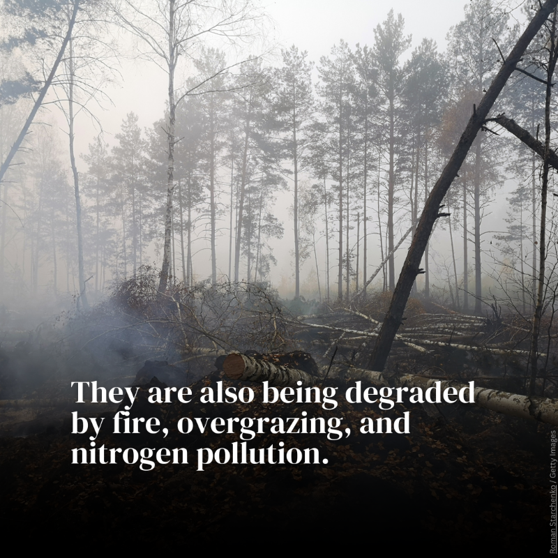 UNEP's tweet photo. Peatlands store 1/3 of the world's soil carbon, but they're disappearing. Drained peatlands contribute 4% of annual global emissions.

Protecting and restoring peatlands is key to mitigate #ClimateChange.