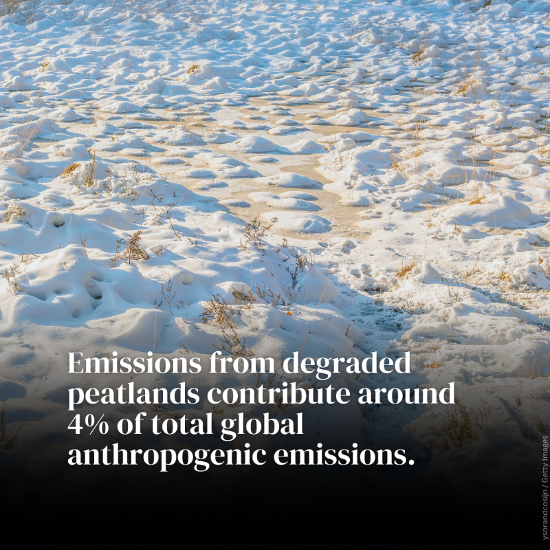 UNEP's tweet photo. Peatlands store 1/3 of the world's soil carbon, but they're disappearing. Drained peatlands contribute 4% of annual global emissions.

Protecting and restoring peatlands is key to mitigate #ClimateChange.