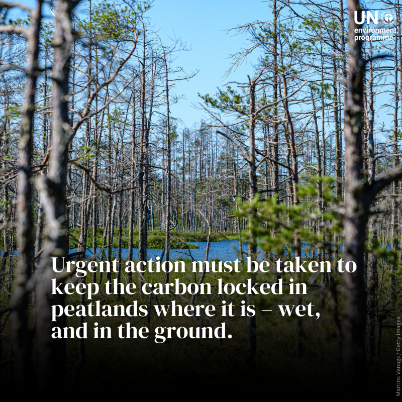 UNEP's tweet photo. Peatlands store 1/3 of the world's soil carbon, but they're disappearing. Drained peatlands contribute 4% of annual global emissions.

Protecting and restoring peatlands is key to mitigate #ClimateChange.