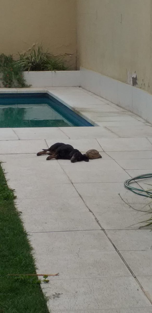 En mi casa tenemos una salchicha y una tortuga y cuando termina su periodo de hibernación sale y la sigue a todos lados a la salchicha, ósea me parece nose tan tierno!!