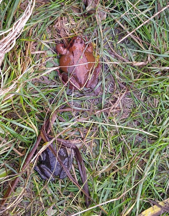 We are improving our school allotment pond this winter to make it more wildlife friendly, which meant that this week we had to relocate the *dozens* of frogs living in it, including the humungous Big Red. The children were very gentle and careful.