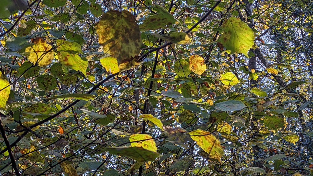 sarah goodey (@shadey_tree) on Twitter photo Eco-creativity morning today with <a href="/insideoutcymru/">Inside Out Cymru</a> Out Cymru at Cefn Fforest Eco Park - dry and sunny above, damp below! Leaves, and colour. Made block prints today, amazing results, pics from the group: <a href="/WahwnC/">WAHWN Cymru</a> <a href="/LDArtsTherapies/">LD Arts Therapies Team ABUHB NHS Wales</a> <a href="/M33CMK/">Catherine K</a> Eco-creativity morning today with <a href="/insideoutcymru/">Inside Out Cymru</a> Out Cymru at Cefn Fforest Eco Park - dry and sunny above, damp below! Leaves, and colour. Made block prints today, amazing results, pics from the group: <a href="/WahwnC/">WAHWN Cymru</a> <a href="/LDArtsTherapies/">LD Arts Therapies Team ABUHB NHS Wales</a> <a href="/M33CMK/">Catherine K</a>