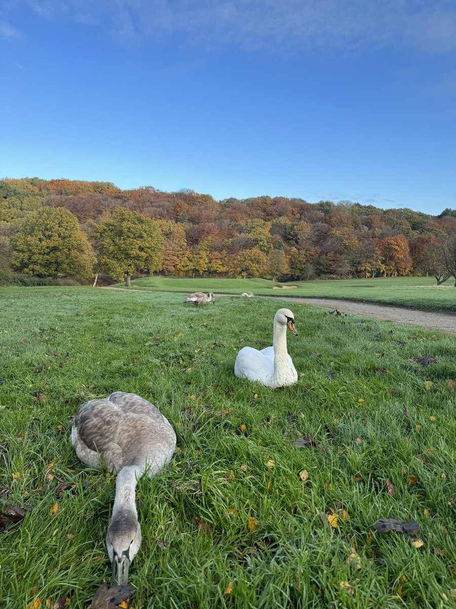 Meltham GC Greens Team tweet media