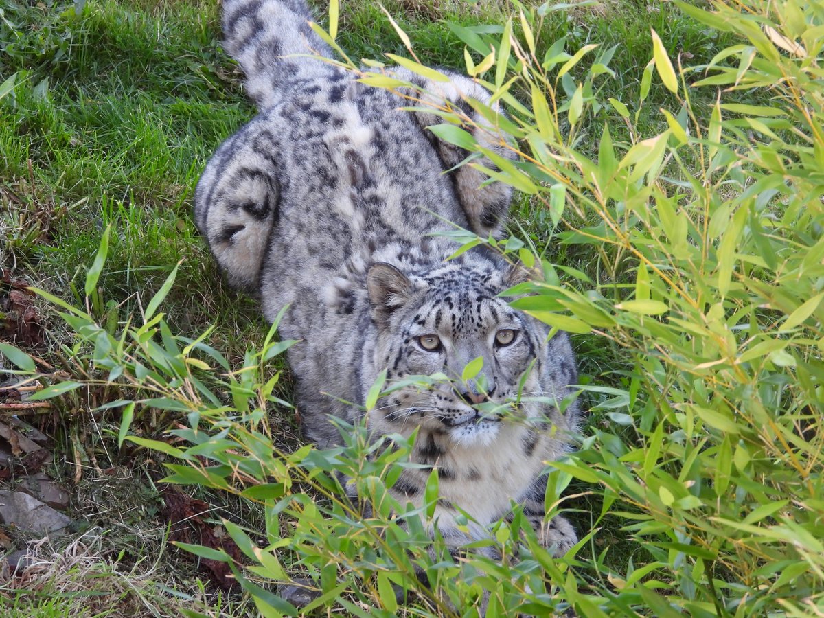 WelshMountainZo's tweet photo. 🐾 Good afternoon from Sumbe! 🐾
What are your plans for the weekend? Let us know in the comments below 👇
#Sumbe #WeekendPending #SupportingConservation #WelshMountainZoo #NationalZooOfWales #Eryri360 #TenTop https://t.co/ytmXcT9J0T