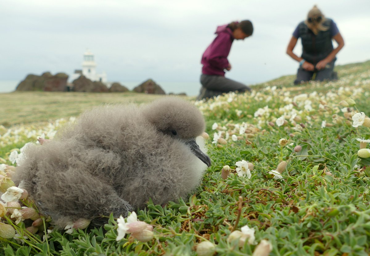 Skokholm Island tweet media