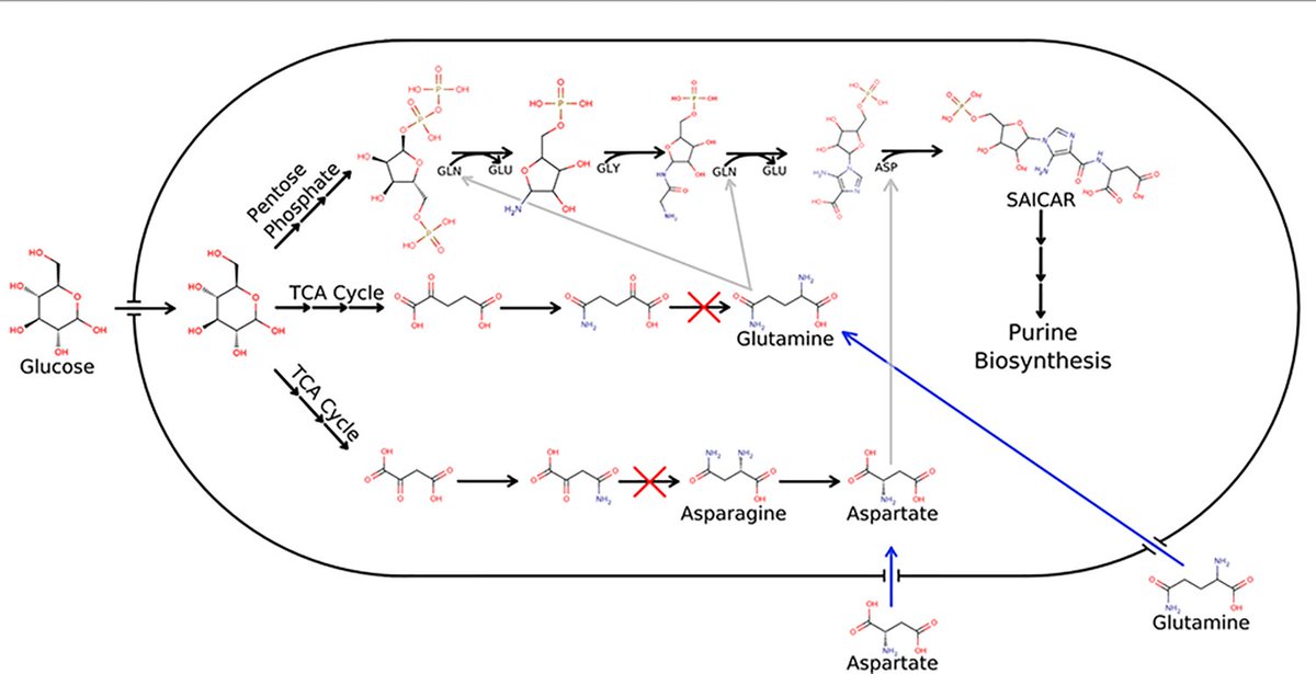 PLOS Comp Biol (@ploscompbiol) on Twitter photo Researchers from <a href="/UCSanDiego/">UC San Diego</a> share insights on genome-scale metabolic modeling of the human gut bacterium Bacteroides fragilis strain 638R in this recent study: plos.io/3QMkPi3 Researchers from <a href="/UCSanDiego/">UC San Diego</a> share insights on genome-scale metabolic modeling of the human gut bacterium Bacteroides fragilis strain 638R in this recent study: plos.io/3QMkPi3