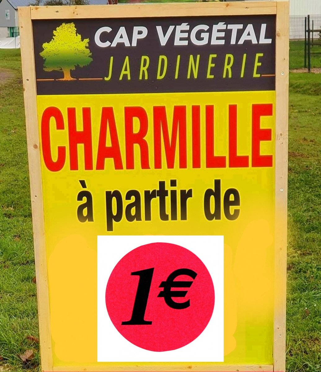 Les racines nues sont arrivées dans votre jardinerie <a href="/CapVegetal/">Jardinerie CAP VEGETAL</a> 
🍂Charmilles en 40/60 à 1€00
🍂Charmilles en 80/100 à 2€50
🍂Hêtres verts et pourpres en 40/60 à 2€50