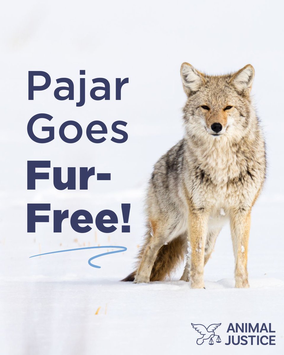 Good news! Canadian outerwear brand Pajar is the latest company to join the fur-free movement 🙌 Fur belongs on the animals—NOT on our clothing! #MakeFurHistory