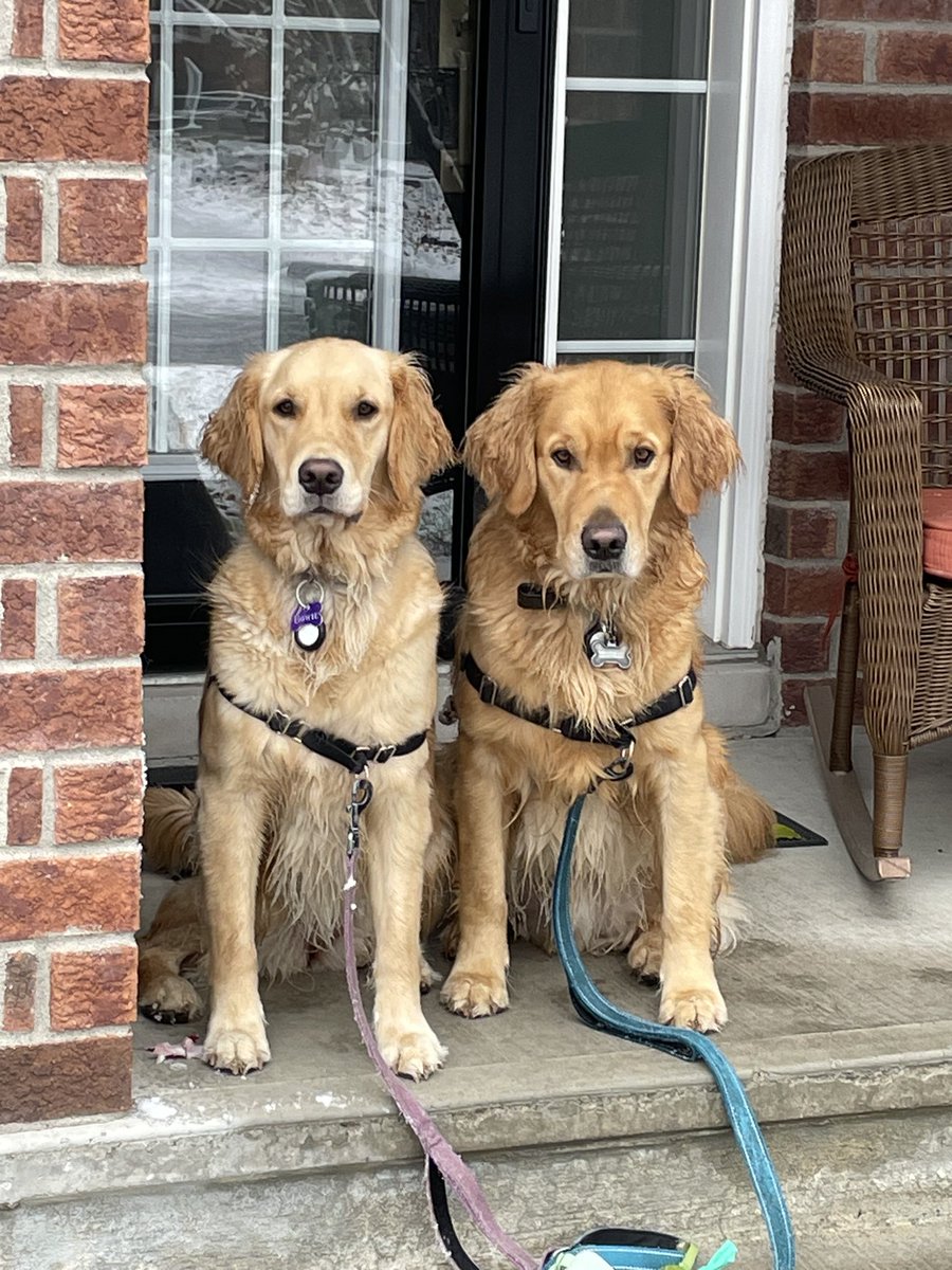 cgbosslady1's tweet photo. Happy Friday! We are so excited!!! Sasha’s mom @SashaBDoodle arrives today!!! Hopefully she likes the smell of wet dogs! #dogsoftwitter #vipguest #friyay #weekend https://t.co/Xfjwz6kjkX