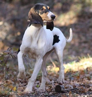 WeltResa's tweet photo. #Ariegeois - Die charmanten #Jagdhunde aus Frankreich
Die Ariegeois haben ihren Ursprung in der Region Midi-Pyrénées in Frankreich. Sie wurden ursprünglich für die Jagd auf Wildschweine und Hasen gezüchtet.
https://t.co/XxGb6RGOvY 

#hund #hunde #dog #dogs #animal https://t.co/FYk4aWWpkT