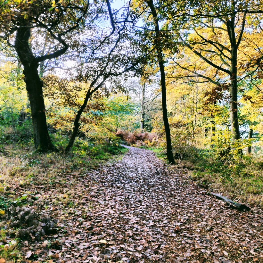 🌳🍁🍂