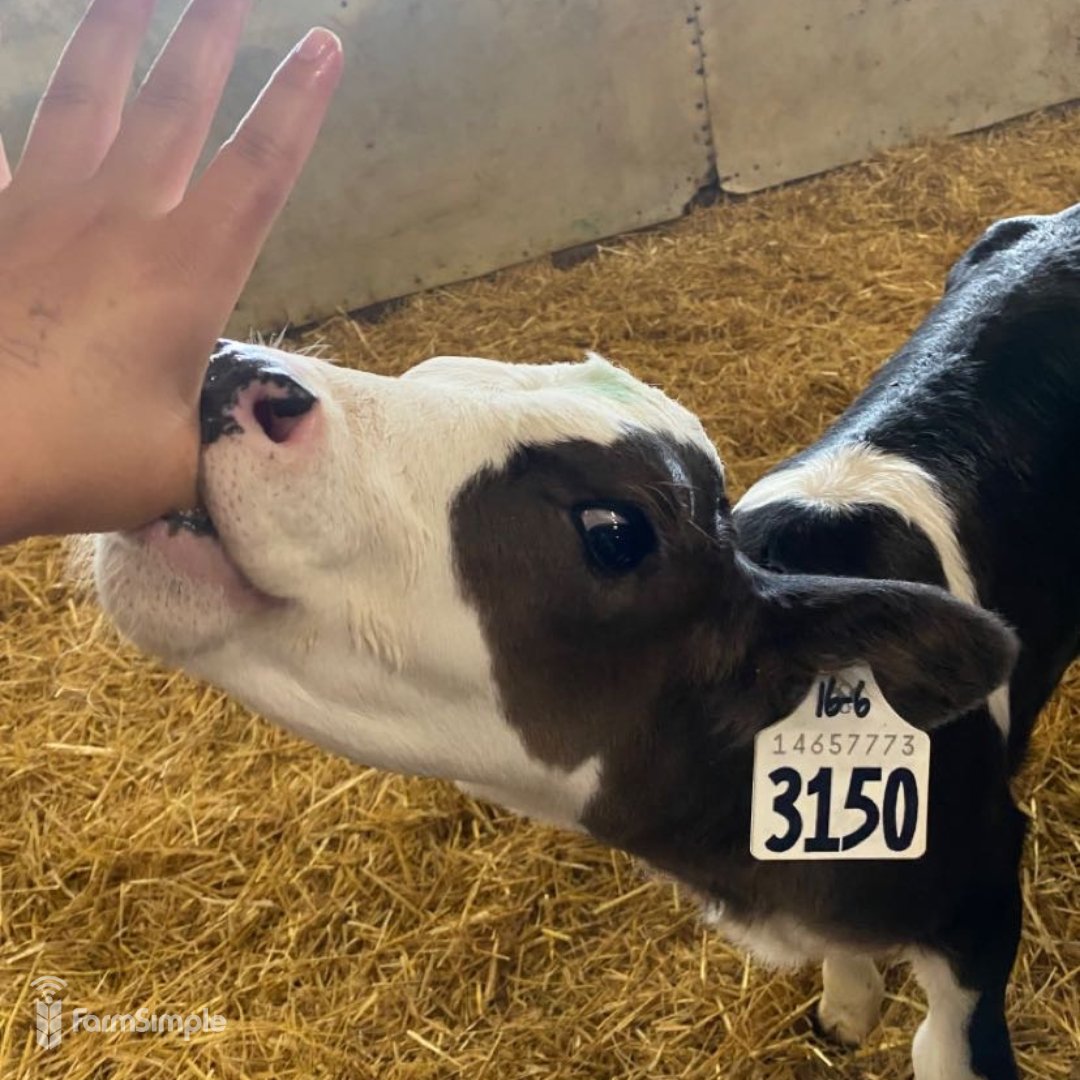 Got Milk? 🥛

📷 Marissa Sturkenboom
📍Westlock, AB

#FarmSimpleFriday #CdnAg #AgX #AgTwitter #FarmPhotos