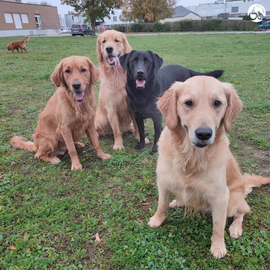 HANDI'CHIENS tweet media