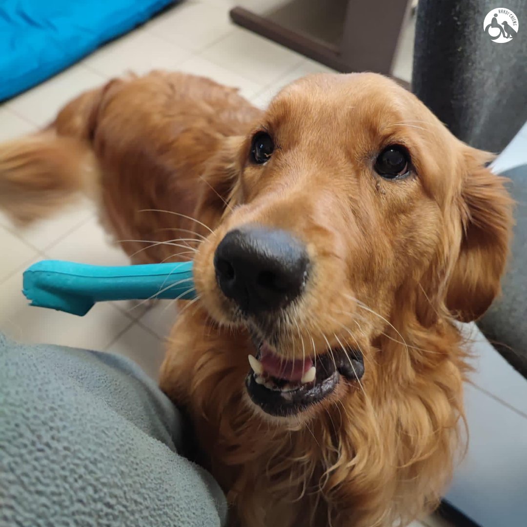 HANDI'CHIENS tweet media